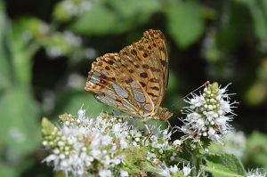 Mariposa nacarada en las inmediaciones de Burbia, Vega de Espinareda, El Bierzo, León, Castilla y León, España.