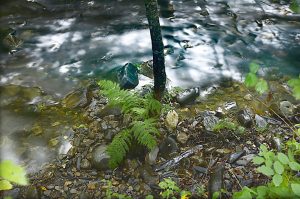 Helechos cantos rodados y agua del río Burbia en movimiento en las cercanías de Aira da Pedra, Villafranca del Bierzo, El Bierzo, León, Castilla y León, España.