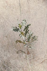 Plántula de roble sobreviviendo al estío gracias a su potente sistema radicular en las cercanías de Burbia, Vega de Espinareda, El Bierzo, León, Castilla y León, España.