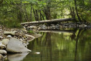 Tronco caído sobre el río Burbia a su paso por las proximidades del Aira da Pedra, Villafranca del Bierzo, El Bierzo, León, Castilla y León, España.