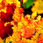 SERIE : BAJO OTRA MIRADA (I) – Otoño (3)