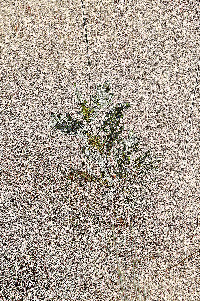 Plántula de roble sobreviviendo al estío gracias a su potente sistema radicular en las cercanías de Burbia, Vega de Espinareda, El Bierzo, León, Castilla y León, España.