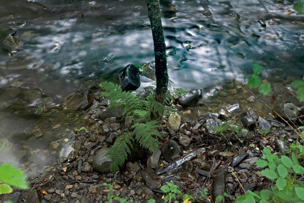 Helechos cantos rodados y agua del río Burbia en movimiento en las cercanías de Aira da Pedra, Villafranca del Bierzo, El Bierzo, León, Castilla y León, España.