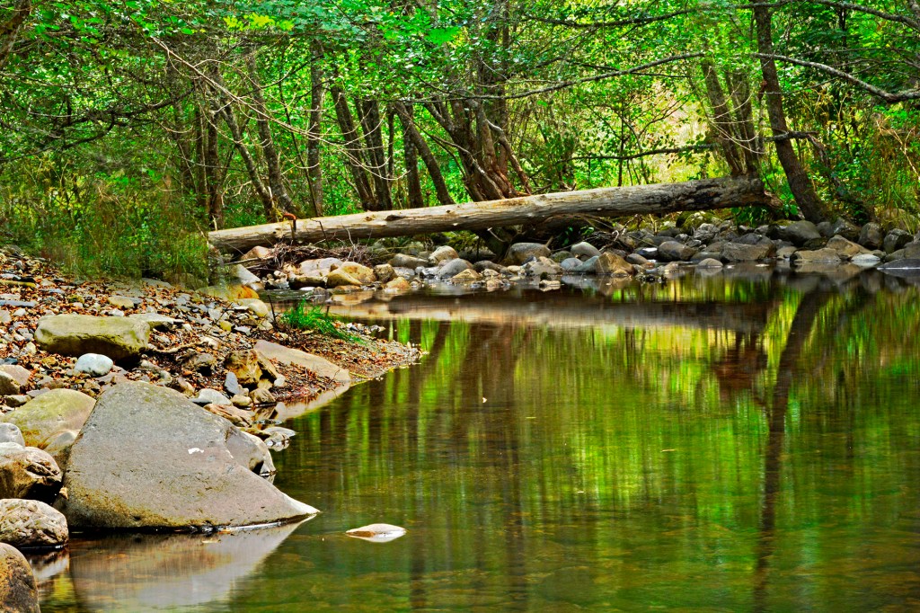 Tronco caído sobre el río Burbia a su paso por las proximidades del Aira da Pedra, Villafranca del Bierzo, El Bierzo, León, Castilla y León, España.