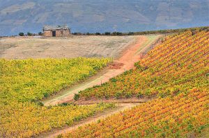 Vieja caseta y vides modernas en las cercanías de Villafranca del Bierzo, El Bierzo, León, Castilla y León, España.