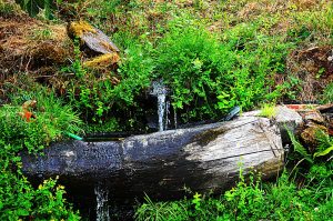 Fuente de agua cayendo sobre un tronco habilitado en pilón en las cercanías de Aira da Pedra, Villafranca del Bierzo, El Bierzo, León, Castilla y León, España.