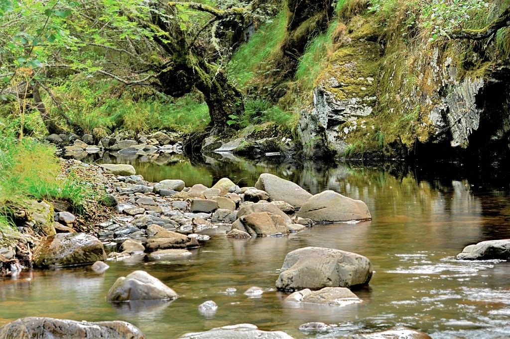 Ejemplar de aliso en una de las curvas del río Burbia cercanas a Aira da Pedra, Villafranca del Bierzo, El Bierzo, León, Castilla y León, España.