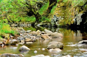 Ejemplar de aliso en una de las curvas del río Burbia cercanas a Aira da Pedra, Villafranca del Bierzo, El Bierzo, León, Castilla y León, España.