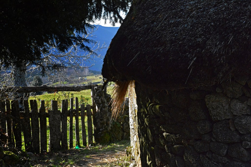 Palloza de piedra granitica local y teito o tejado de paja de centeno en el poblado congelado en el tiempo de Piornedo, Donís, Cervantes, Los Ancares, Lugo, Galicia, España.