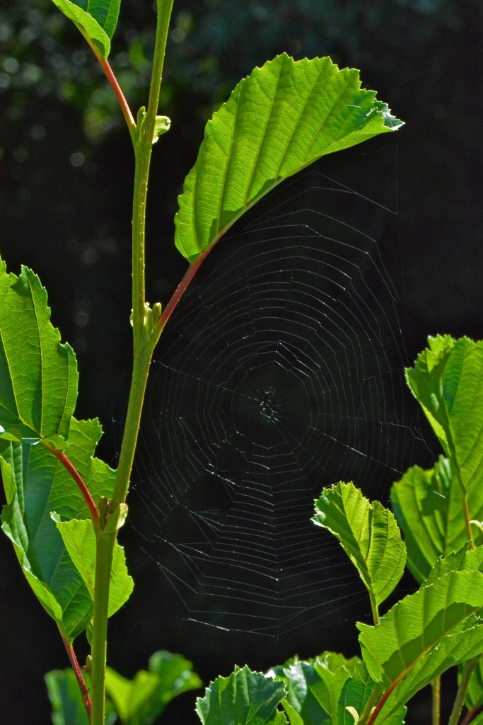 Araña expectante al mínimo movimiento de su telaraña en las cercanías del Burbia cerca de Aira da Pedra, Villafranca del Bierzo, El Bierzo, León, Castilla y León, España.