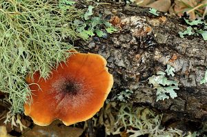 Hongos y líquenes sobre un tronco caído en el Hayedo de Busmayor, Barjas, El Bierzo, León, Castilla y León, España.