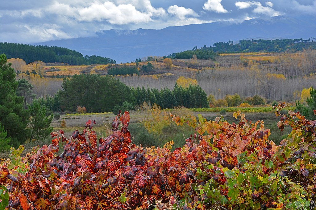 En las inmediaciones de Arganza, El Bierzo, León, Castilla y León, España.