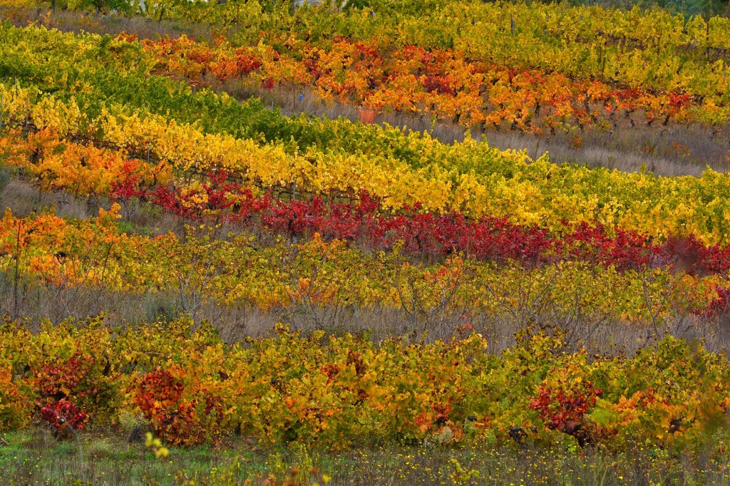 Hileras de variedades de vid en Arganza, El Bierzo, León, Castilla y León, España.