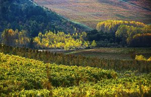 Explosión del otoño en las inmediaciones de Magaz de Arriba, Arganza, El Bierzo, León, Castilla y León, España.