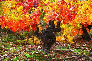 Cepa de Cacabelos, El Bierzo, León, Castilla y León, España.