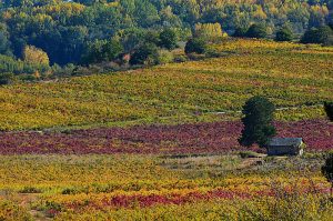 Árbol y casa de labranza en las faldas de Castroventosa, Cacabelos, El Bierzo, León, Castilla y León, España.