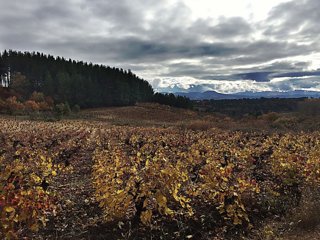 Vides y bosque de pinos en Arganza, El Bierzo, León, Castilla y León, España.