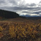 SERIE : BAJO OTRA MIRADA (I) – Otoño (6)