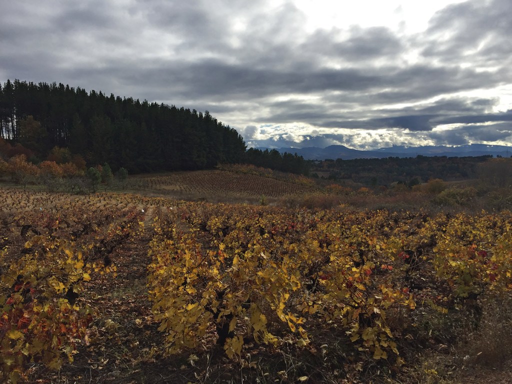 Vides y bosque de pinos en Arganza, El Bierzo, León, Castilla y León, España.