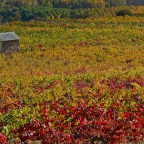 SERIE : BAJO OTRA MIRADA (I) – Otoño (2)