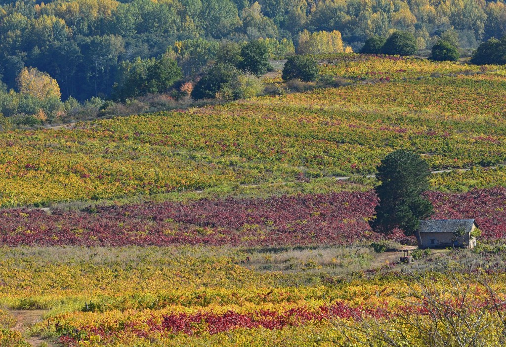 Árbol y casa de labranza en las faldas de Castroventosa, Cacabelos, El Bierzo, León, Castilla y León, España.
