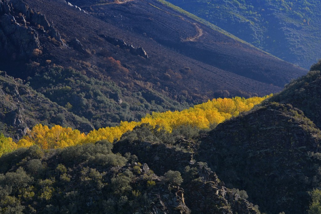 Cauce del río Cúa señalado por los álamos amarillos en la estación otoñal en el paraje de Los Puliñeiros, Villabuena, Cacabelos, El Bierzo, León, Castilla y León, España.
