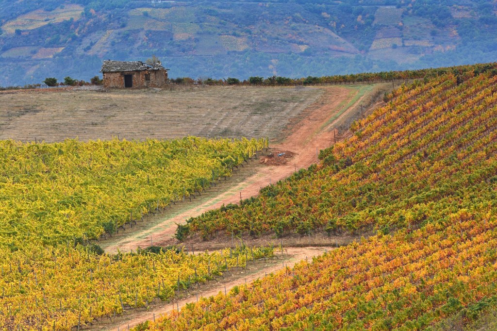 Vieja caseta y vides modernas en Villafranca del Bierzo, El Bierzo, León, Castilla y León, España.