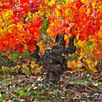 SERIE : BAJO OTRA MIRADA (I) – Otoño (4)