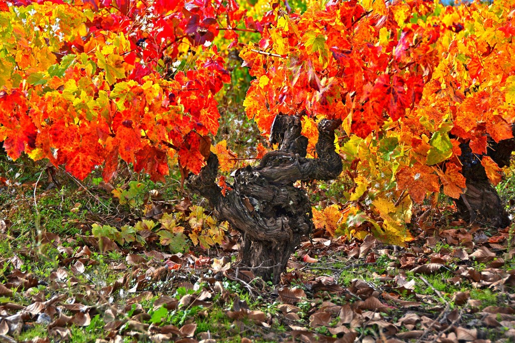 Cepa en Cacabelos, El Bierzo, León, Castilla y León, España.