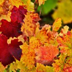 SERIE : BAJO OTRA MIRADA (I) – Otoño (3)