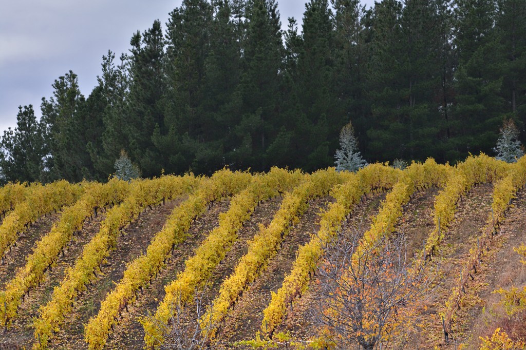 Vides y pinos en tierras de Arganza, El Bierzo, León, Castilla y León, España.