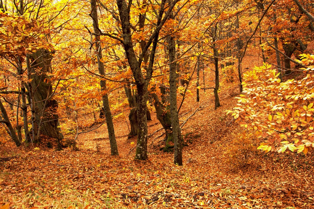 Otoño en un castañar de Pobladura de Somoza, Villafranca del Bierzo, El Bierzo, León, Castilla y León, España.
