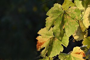 Hojas de vid en una toma realizada en Cacabelos, El Bierzo, León, Castilla y León, España.