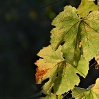 SERIE : BAJO OTRA MIRADA (I) – Otoño (8)