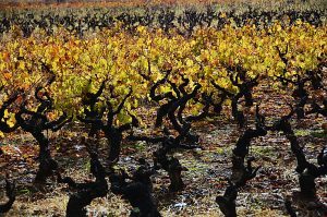 Viñedos en diferentes fases fenológicas al final de su ciclo anual en Cacabelos, El Bierzo, León, Castilla y León, España.