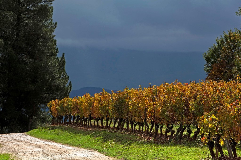 Hilera de vides en Castroventosa, Cacabelos, El Bierzo, León, Castilla y León, España.