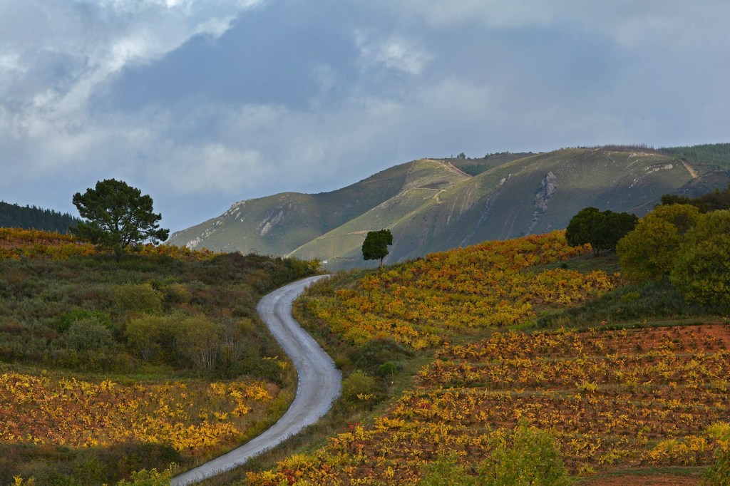 Carretera desde Pieros hacia San Clemente, Cacabelos, El Bierzo, León, Castilla y León, España.