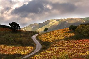 Carretera desde Pieros hacia San Clemente, Cacabelos, El Bierzo, León, Castilla y León, España.