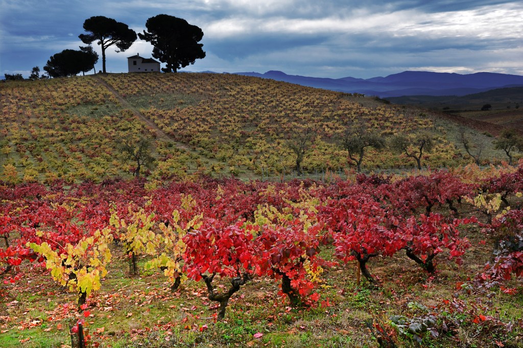 El final del otoño en los viñedos que rodean la Casilla de los Pinos, entre Villafranca del Bierzo y Valtuille de Arriba, El Bierzo, León, Castilla y León, España.