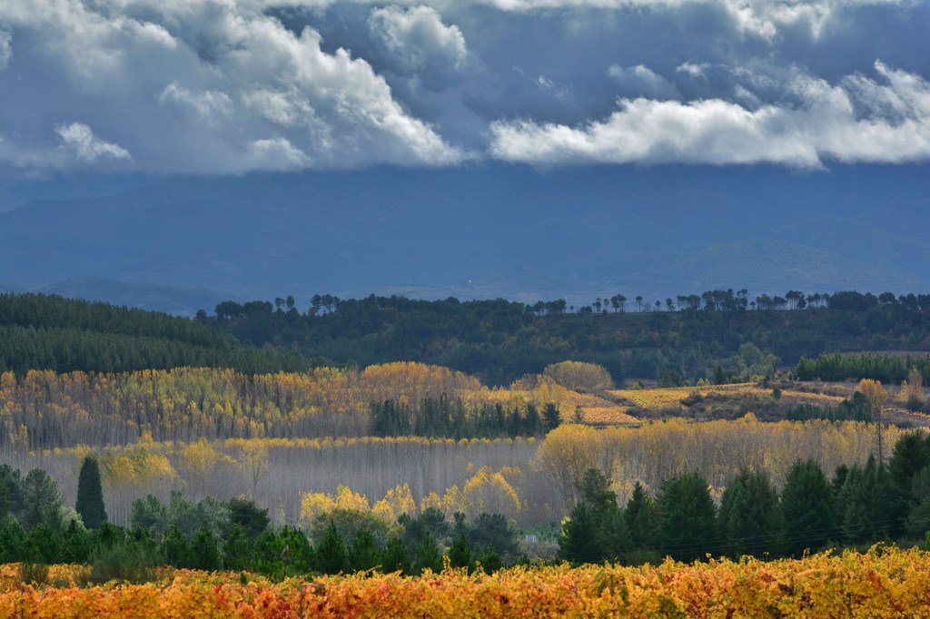 Universo de álamos y viñedos compitiendo con los colores del otoño en Arganza, El Bierzo, León, Castilla y León, España.