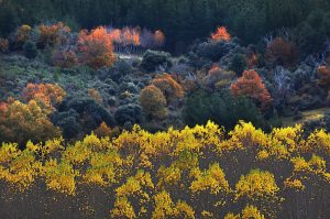 Las últimas hojas en caer de los álamos en el paraje de Los Puliñeiros, Villabuena, Cacabelos, El Bierzo, León, Castilla y León, España.