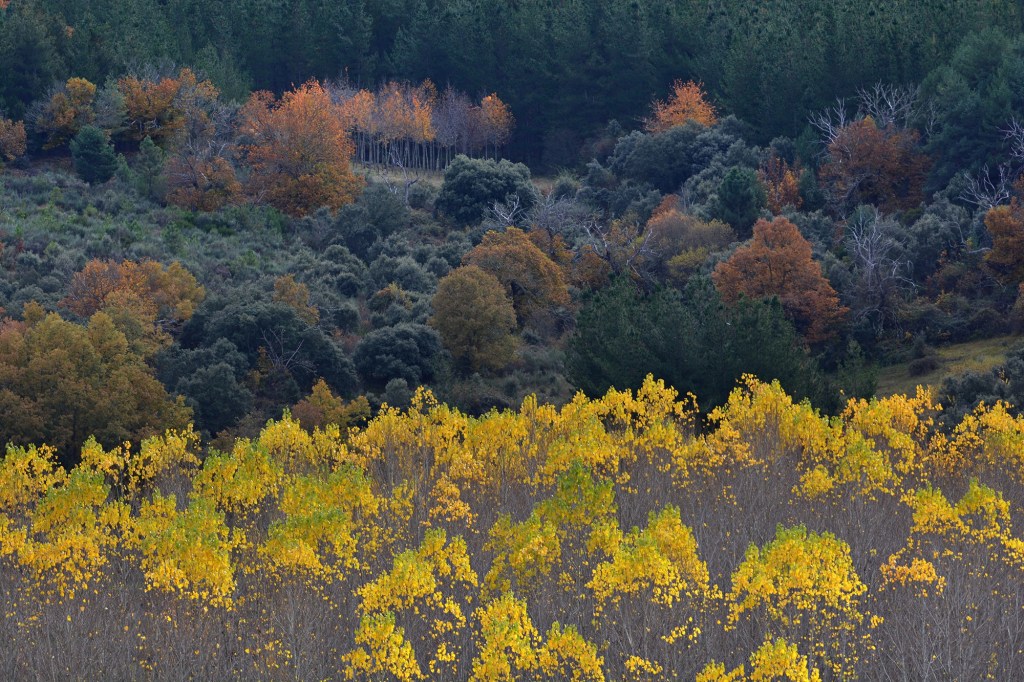 Las últimas hojas en caer de los álamos en el paraje de Los Puliñeiros, Villabuena, Cacabelos, El Bierzo, León, Castilla y León, España.
