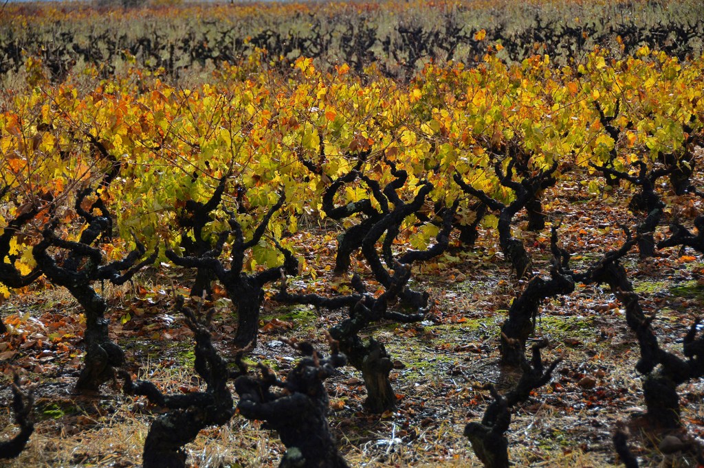 Viñedos en diferentes fases fenológicas al final de su ciclo anual en Cacabelos, El Bierzo, León, Castilla y León, España.