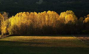 Masa de álamos en el inicio del otoño en las inmediaciones de Vega de Espinareda, El Bierzo, León, Castilla y León, España.