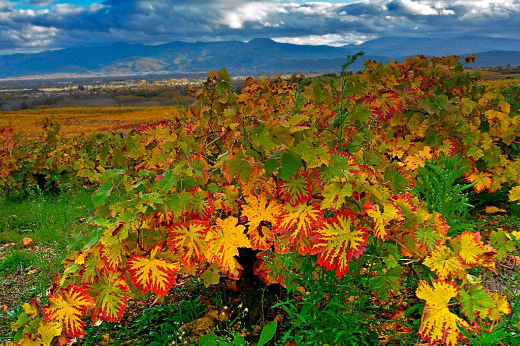 Dibujos en el haz de las hojas de vides durante la época otoñal, Cacabelos, El Bierzo, León, Castilla y León, España.