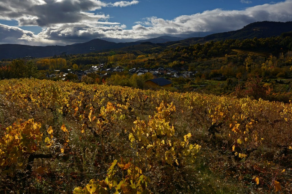 Viñedos y álamos amrillos desperdigados por los alrededores de Valtuille de Arriba, Villafranca del Bierzo, El Bierzo, León, Castilla y León, España.