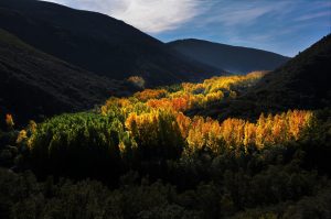 Los álamos iluminados por el sol en el paraje de Los Puliñeiros, Villabuena, Cacabelos, El Bierzo, León, Castilla y León, España.