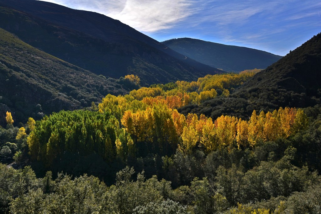 Los álamos iluminados por el sol en el paraje de Los Puliñeiros, Villabuena, Cacabelos, El Bierzo, León, Castilla y León, España.