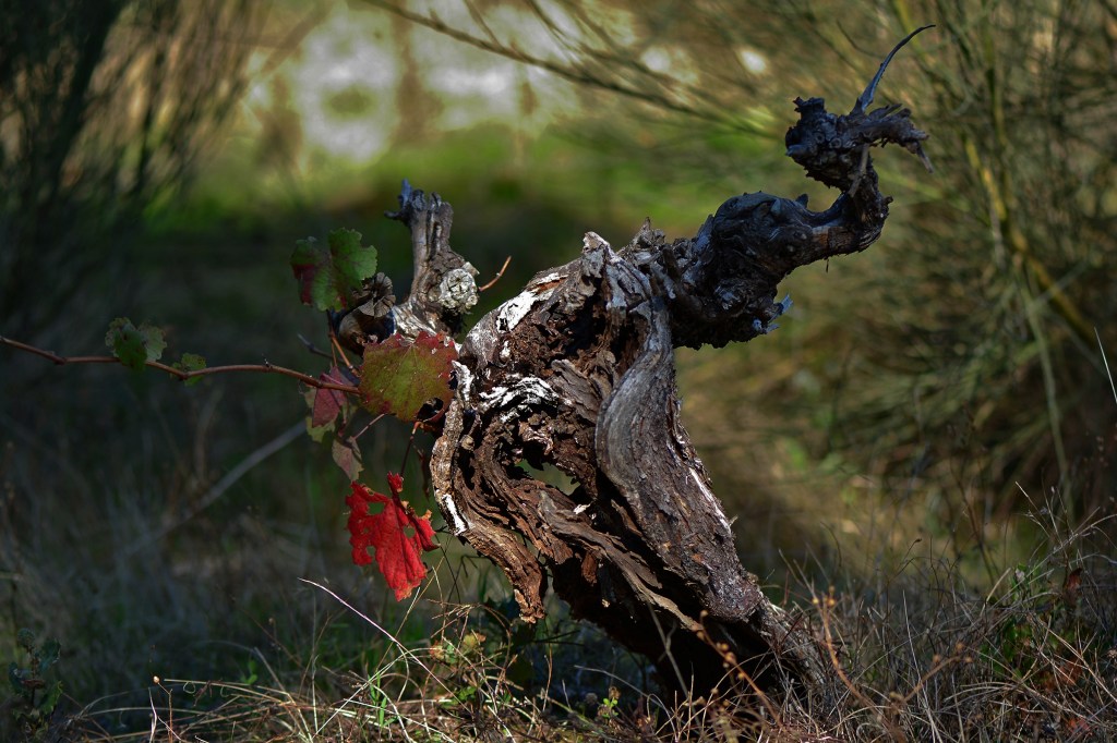 Cepa herida al final del otoño en las faldas de Castroventosa, Pieros, Cacabelos, El Bierzo, León, Castilla y León, España.