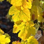 SERIE : BAJO OTRA MIRADA (I) – Otoño (12)